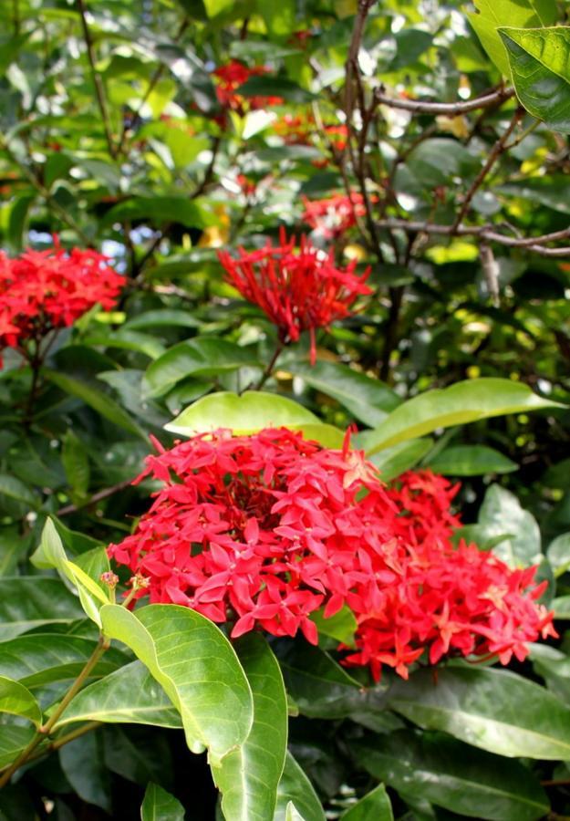 Spring Homestead Howard Springs المظهر الخارجي الصورة