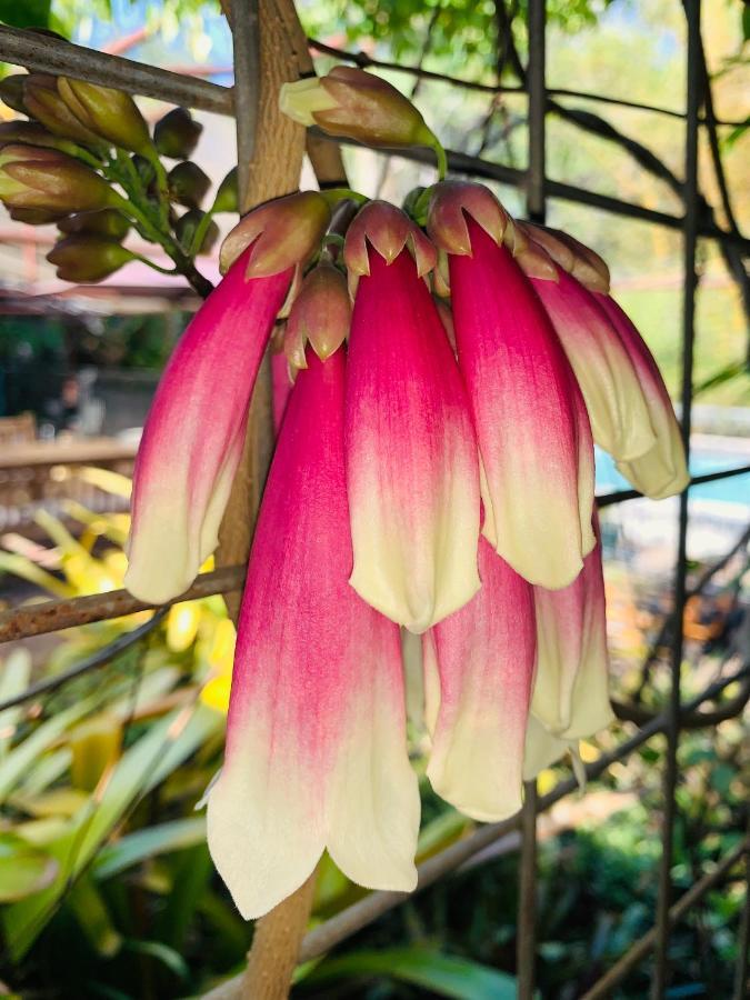 Spring Homestead Howard Springs المظهر الخارجي الصورة