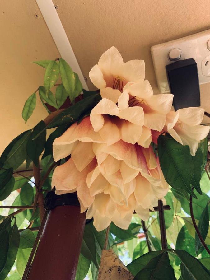 Spring Homestead Howard Springs المظهر الخارجي الصورة